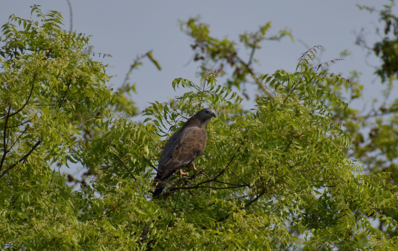 Nikon D5600 sample photo. Nature, wildlife, animal photography