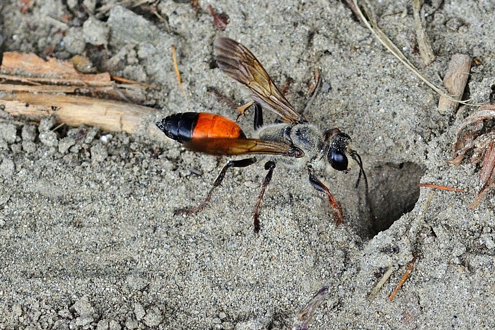 Nikon D5200 sample photo. Tomb wasp, sand, nature photography