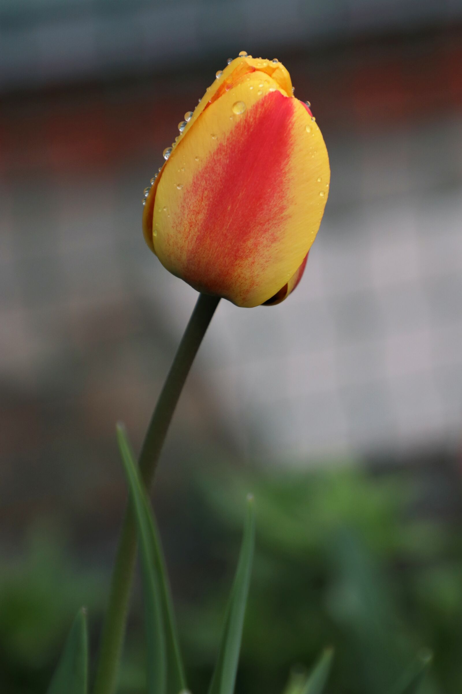 Canon EOS 77D (EOS 9000D / EOS 770D) sample photo. Tulip, drops, flower photography