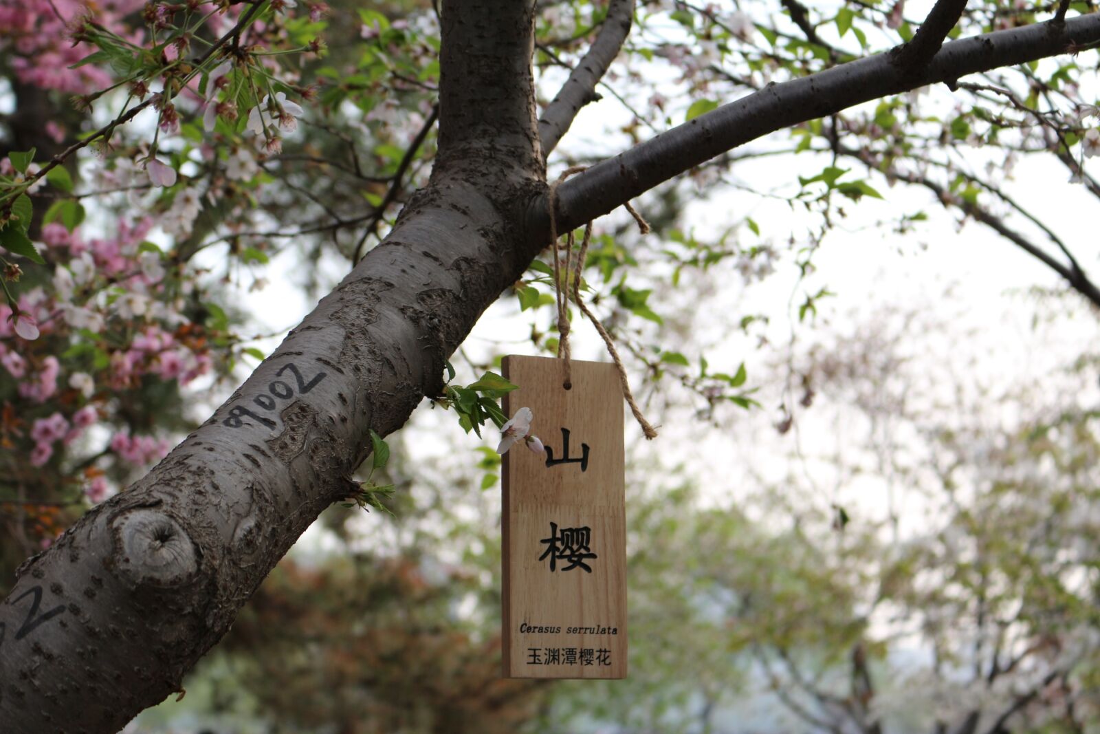 Canon EOS 100D (EOS Rebel SL1 / EOS Kiss X7) sample photo. Cherry blossom, outing, yuyuantan photography