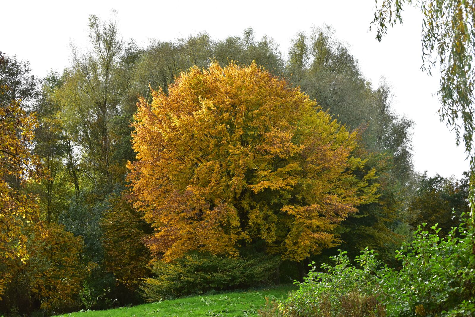 Nikon D750 sample photo. Autumn, trees, golden autumn photography