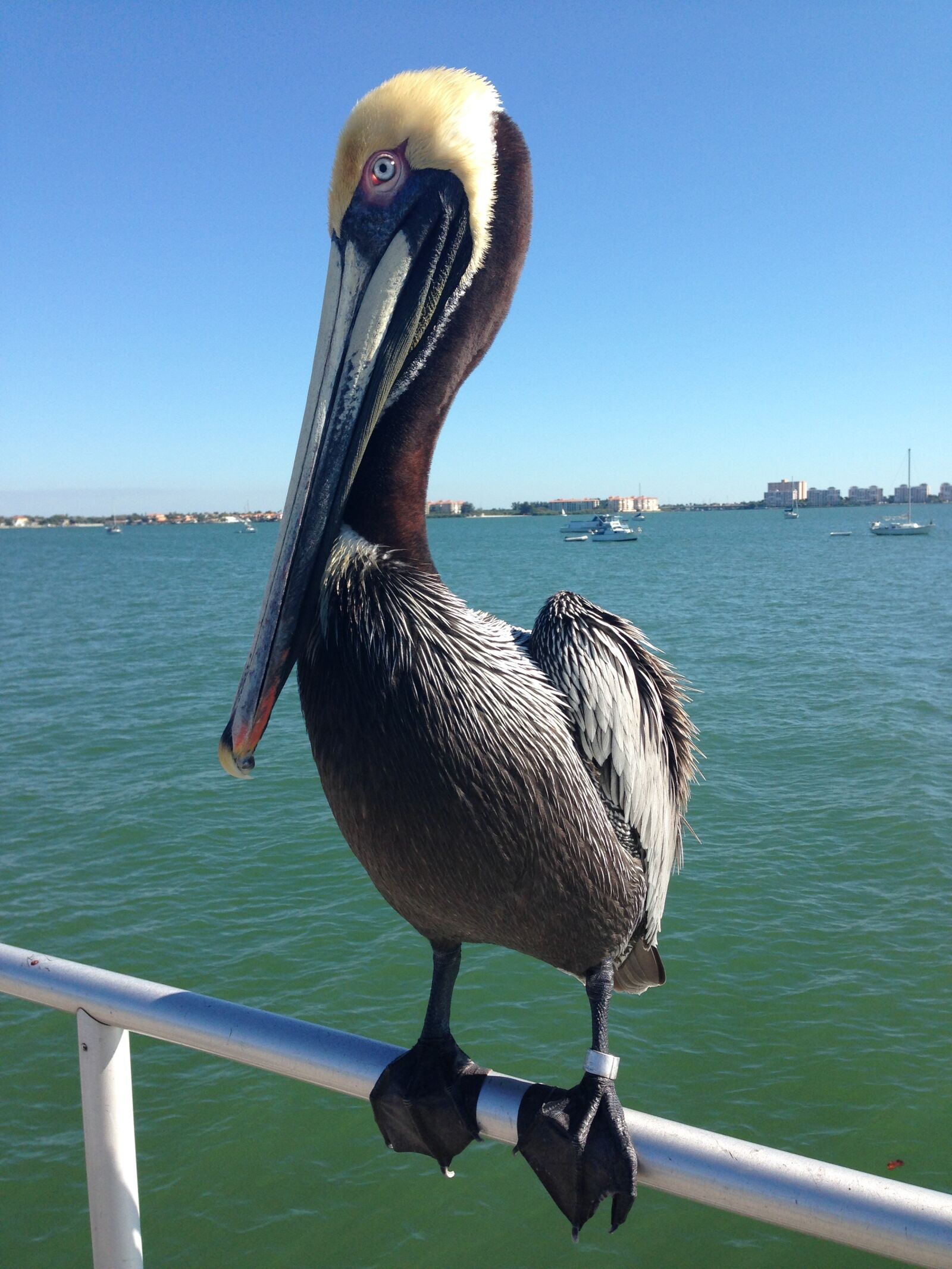 iPhone 5 back camera 4.12mm f/2.4 sample photo. Pelican, tropical, water photography