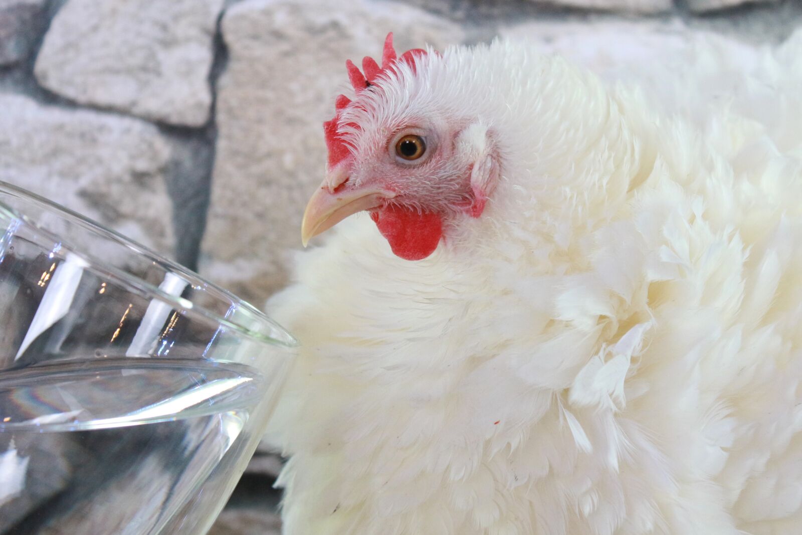 Canon EF-S 18-55mm F3.5-5.6 IS sample photo. Chicken, bird, hen photography