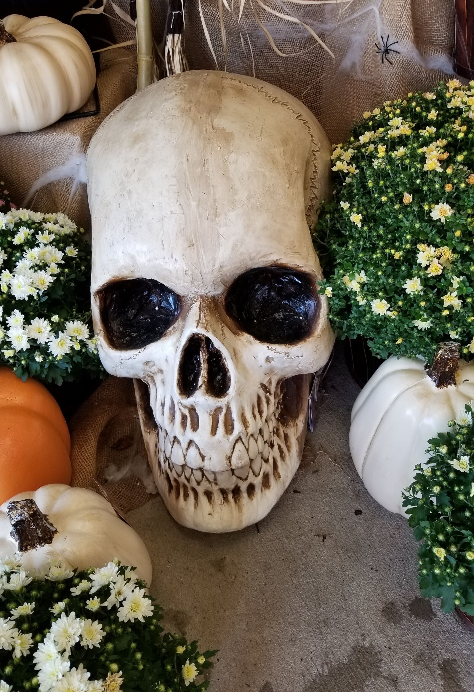 Samsung Galaxy S8 sample photo. Skull, skeleton, head photography