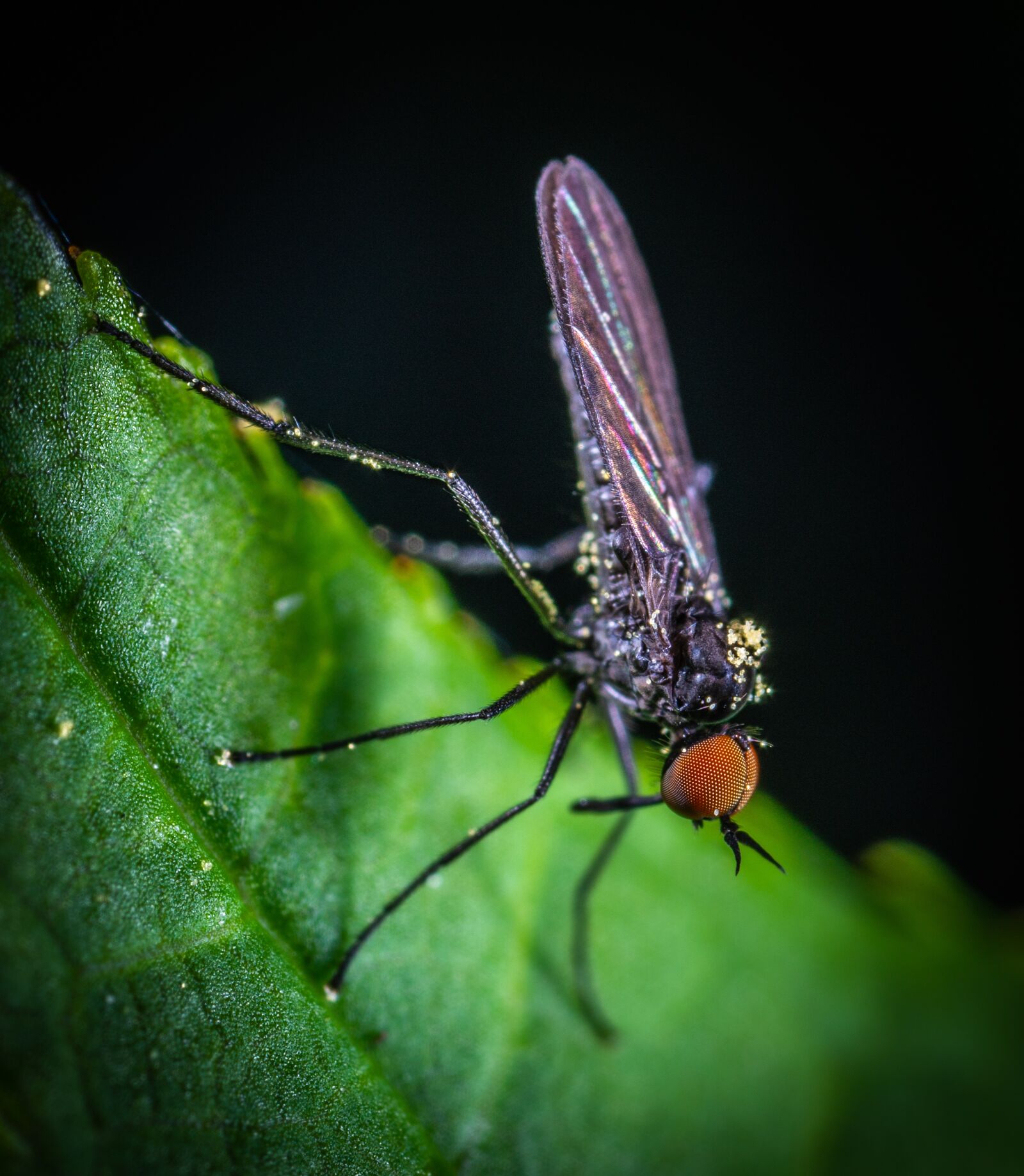 #124 65/2.8 sample photo. Insect, fly, macro photography