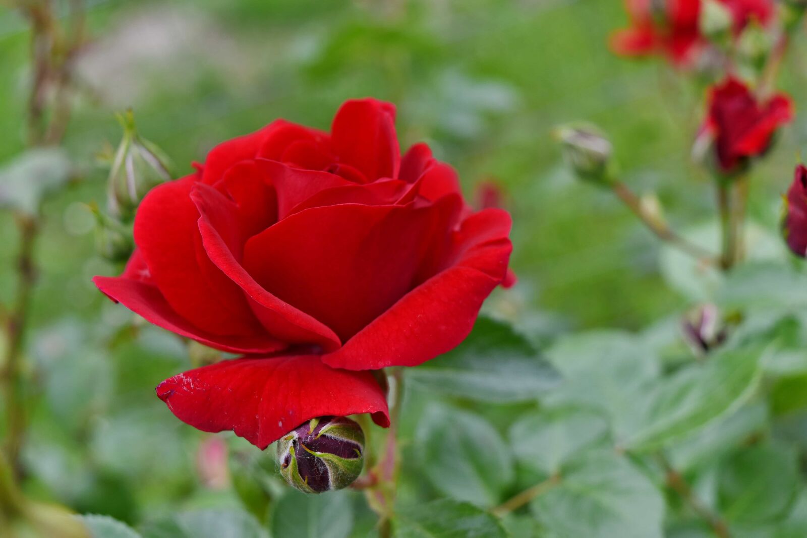 Nikon D5500 sample photo. Beautiful flowers, red, nature photography