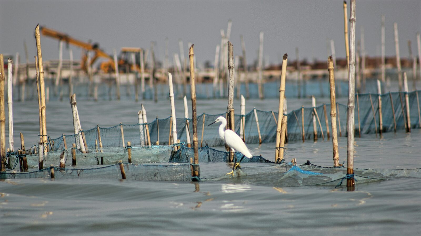 Canon EOS 550D (EOS Rebel T2i / EOS Kiss X4) sample photo. Storks photography