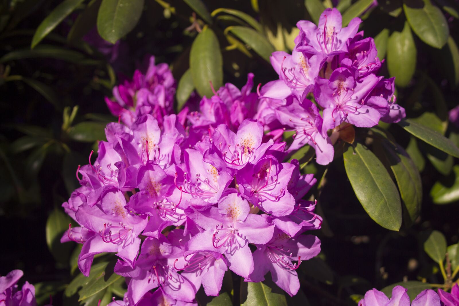 Canon EF-S 18-55mm F3.5-5.6 II sample photo. Flower, flowers, spring photography