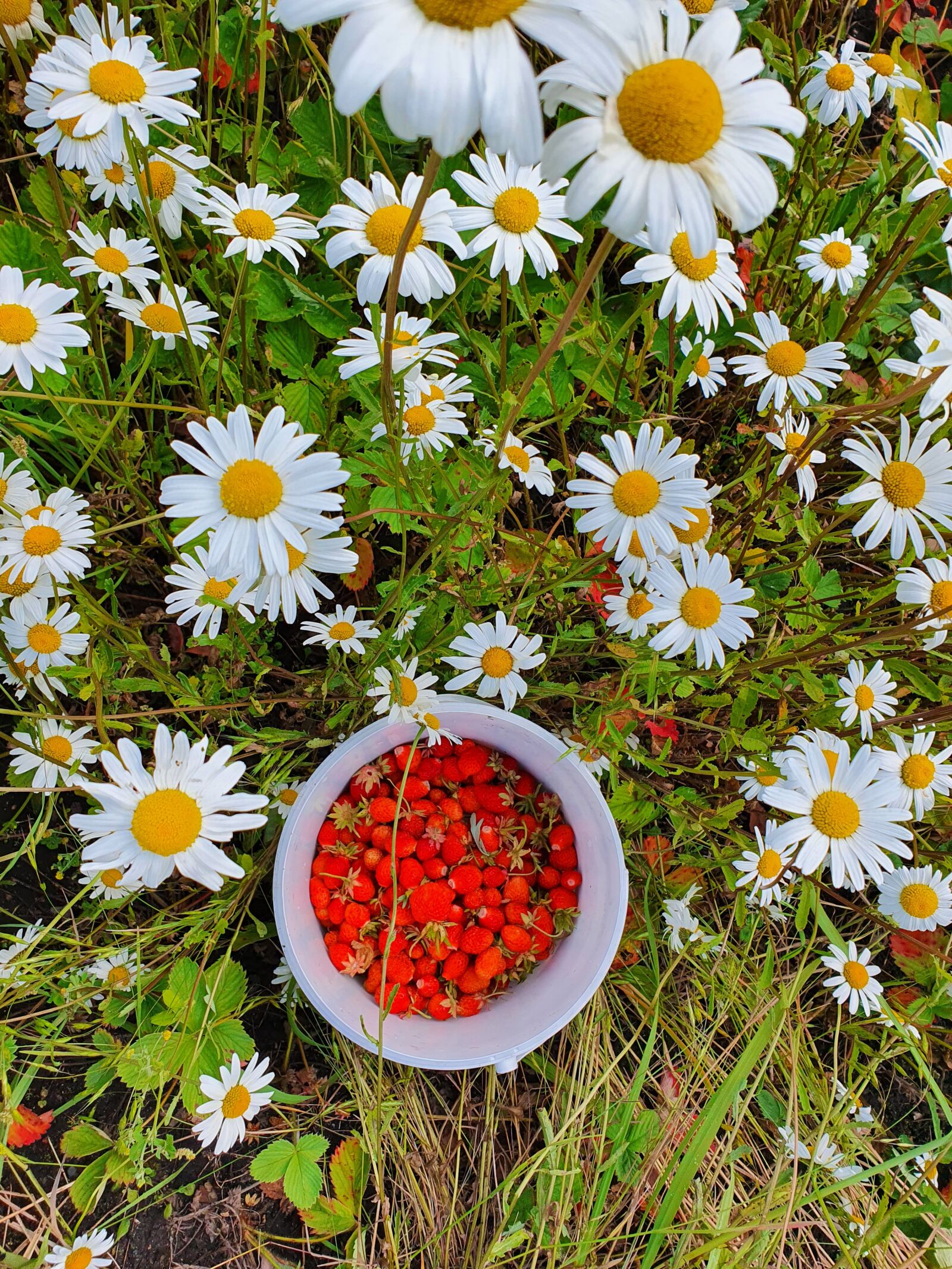 Samsung Galaxy S10 sample photo. Chamomile, collect, berry photography