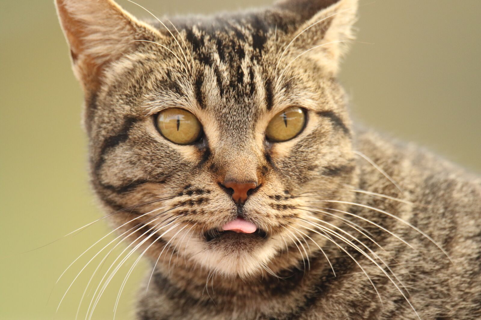 Canon EOS 7D Mark II sample photo. Animal, cat, close up photography