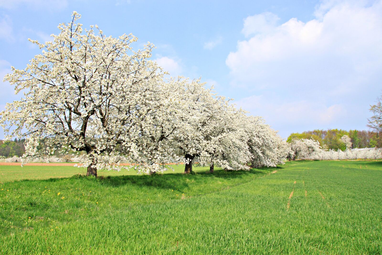 Canon EOS 500D (EOS Rebel T1i / EOS Kiss X3) sample photo. Franconian switzerland, spring, cherry photography