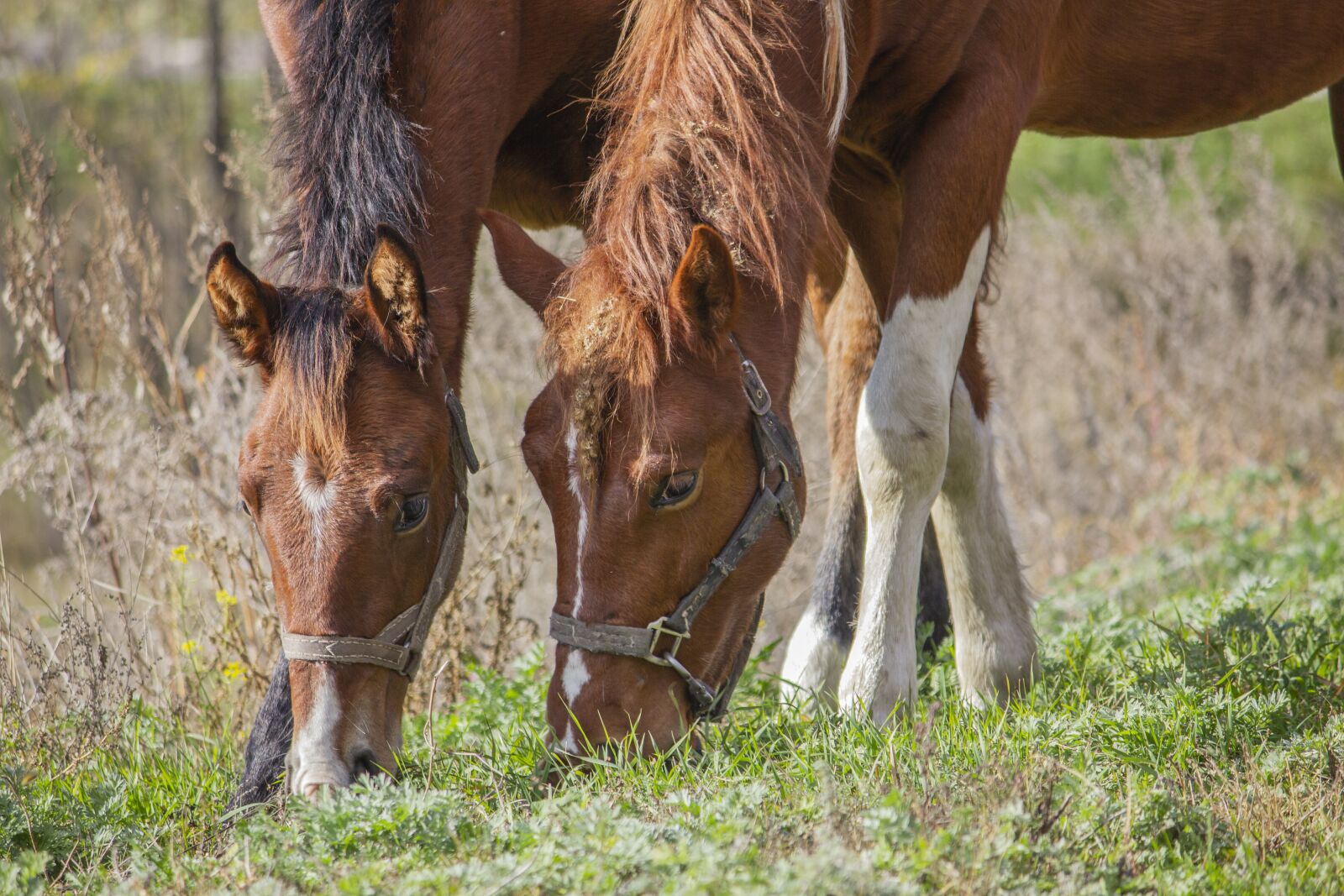 Canon EOS 550D (EOS Rebel T2i / EOS Kiss X4) + Canon EF-S 55-250mm F4-5.6 IS II sample photo. Horse, foal, autumn photography