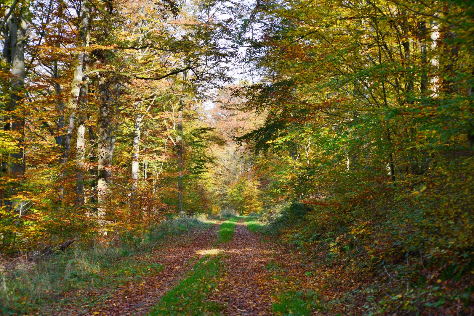 Nikon D600 sample photo. Forest path, forest, autumn photography
