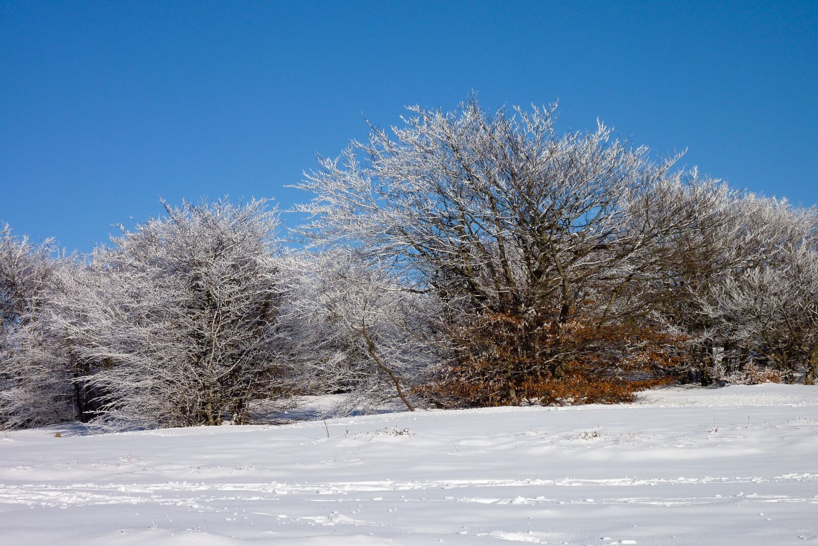 Panasonic DMC-TZ7 sample photo. Snow, snowfall, trees photography