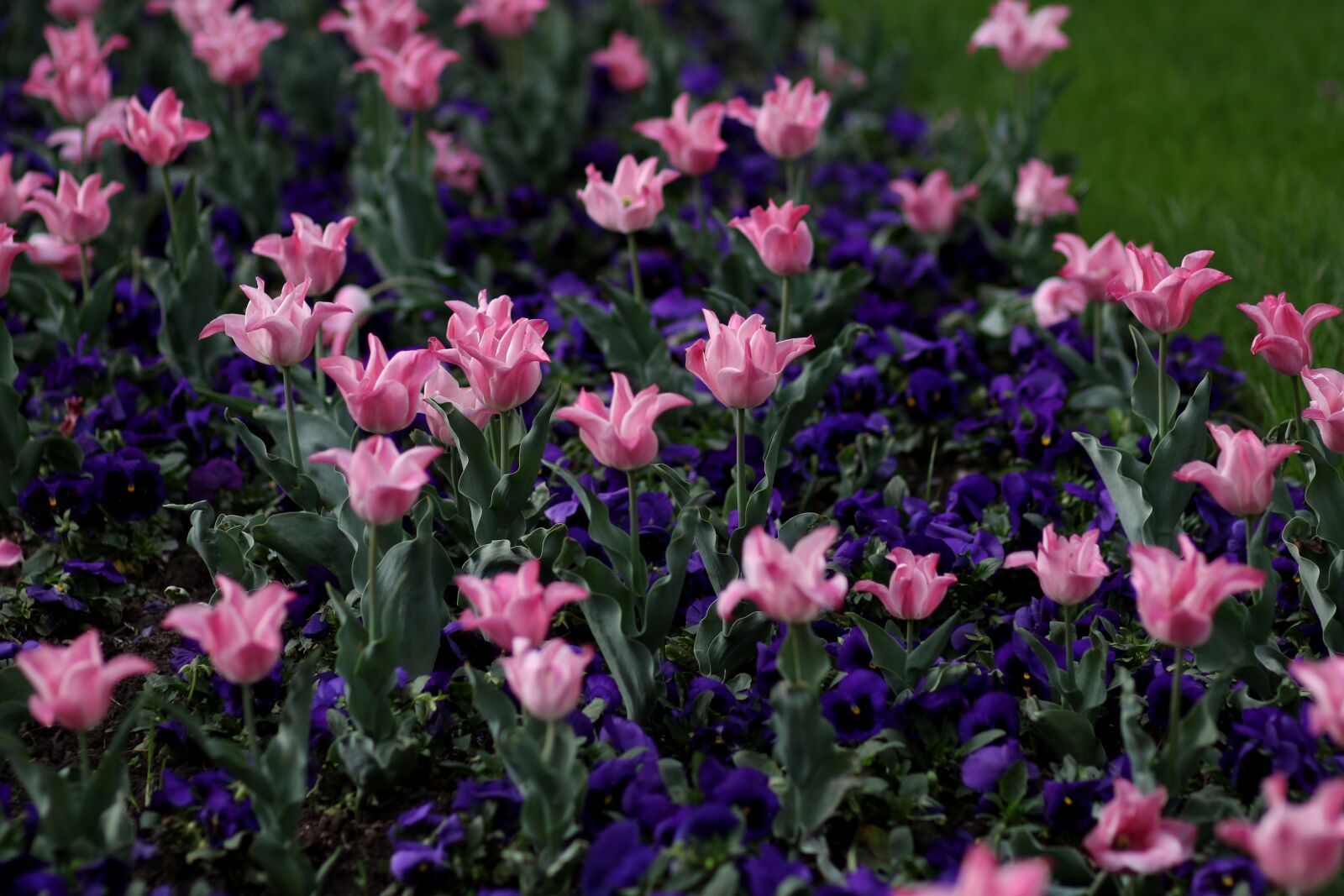 Canon EF 85mm F1.8 USM sample photo. Tulips, pink, coloring photography
