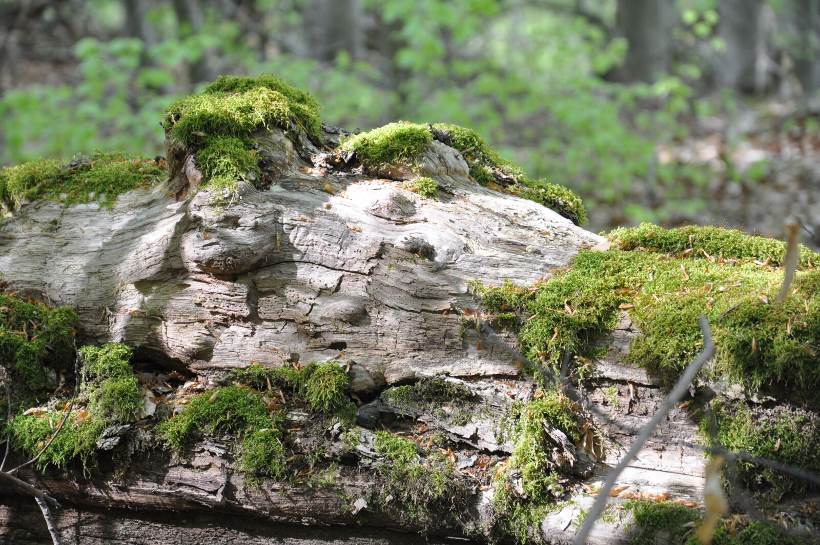 Nikon D90 sample photo. Undergrowth, foam, wood photography