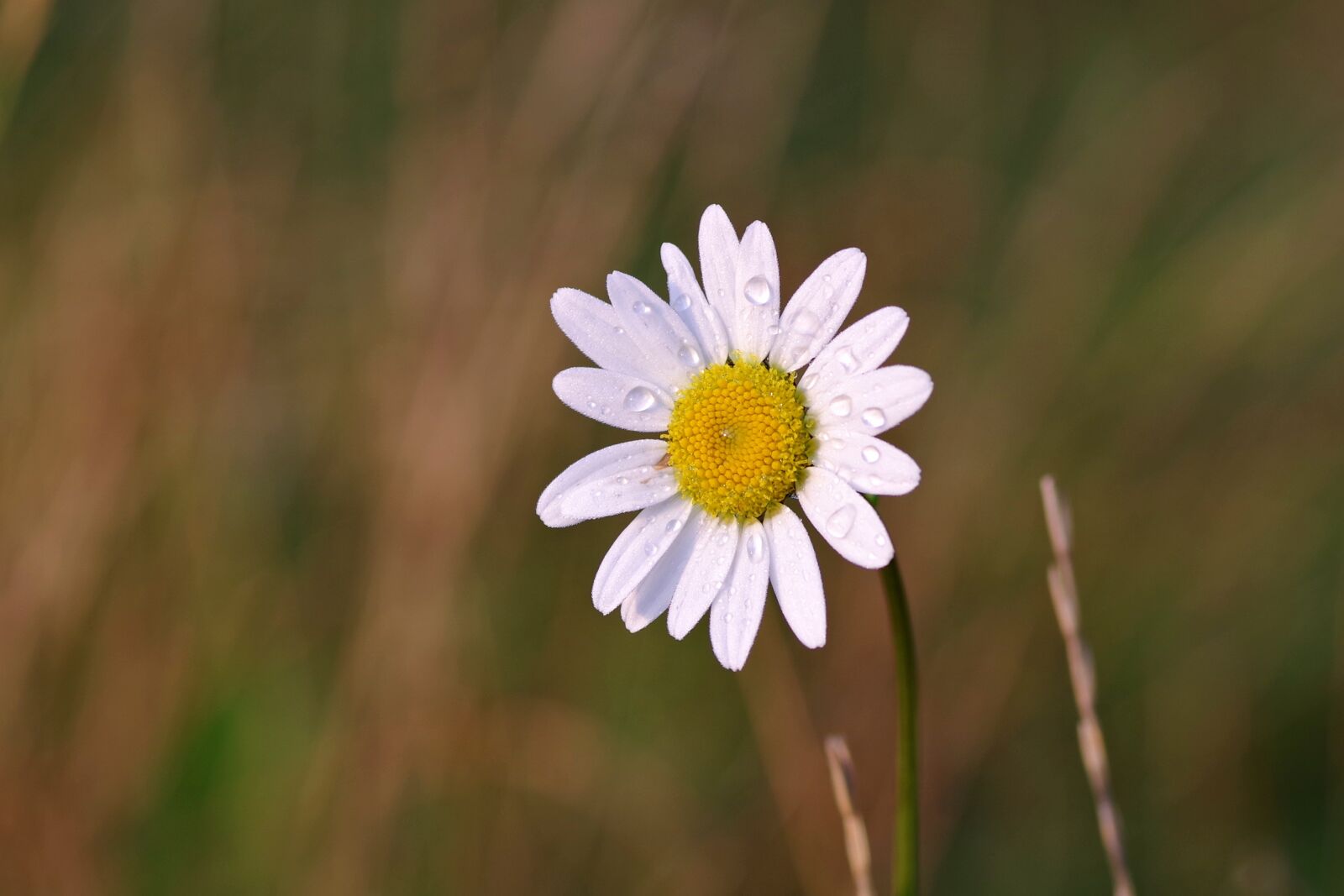 Pentax K-S2 sample photo. Daisy, flower, rosa photography