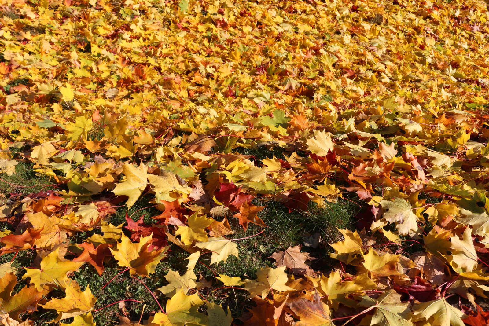 Canon EOS 700D (EOS Rebel T5i / EOS Kiss X7i) sample photo. Maple, autumn leaves, sunny photography