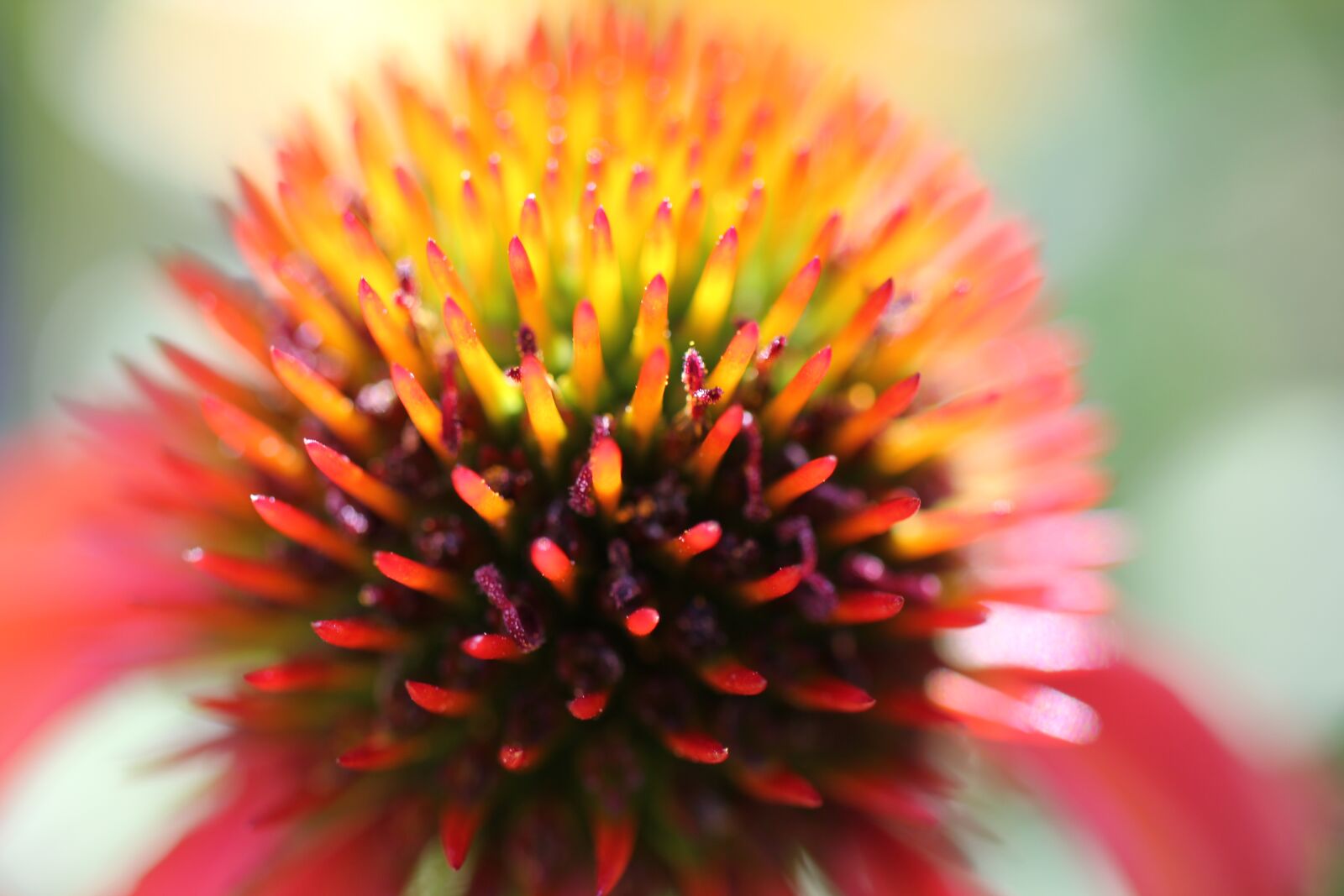 Canon EOS 550D (EOS Rebel T2i / EOS Kiss X4) sample photo. Coneflower, close up, red photography
