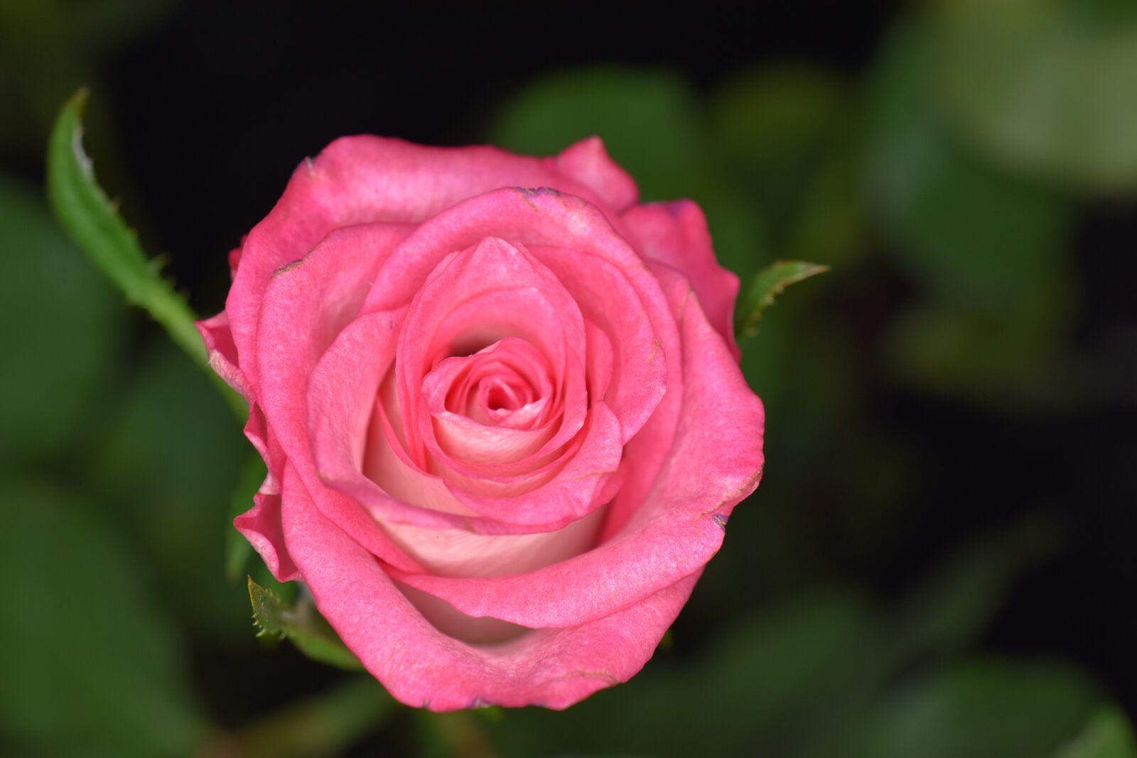 Nikon D5600 sample photo. Rose, flower, bloom photography