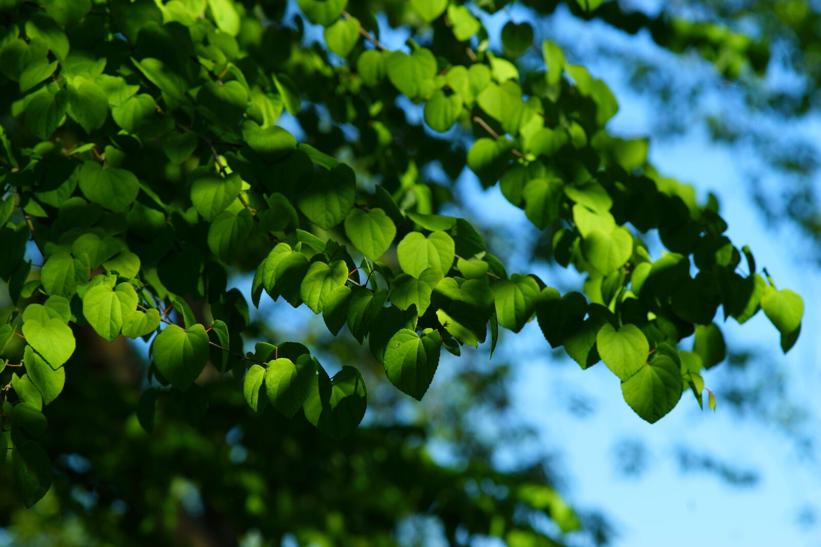 Sony a99 II + Minolta AF 200mm F2.8 HS-APO G sample photo. Leaf, nature, growth photography