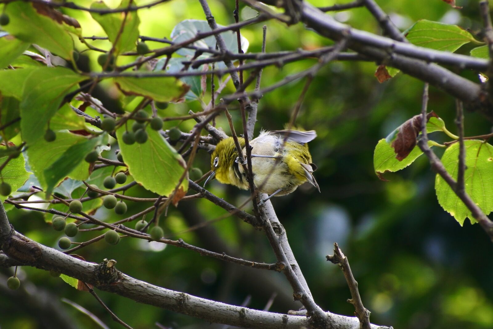 VR 70-300mm f/4.5-6.3G sample photo. Animal, forest, wood photography