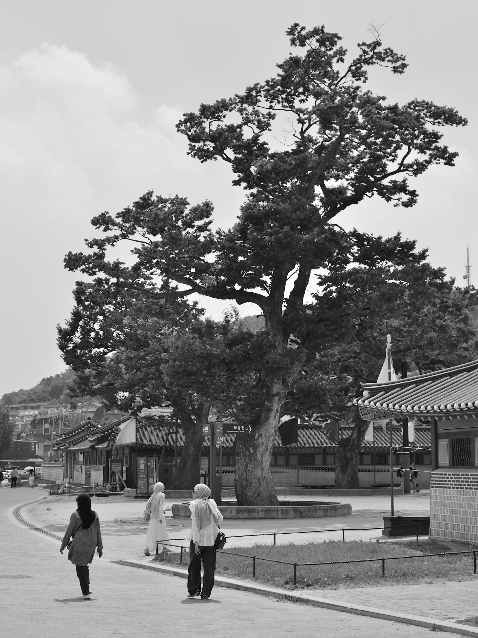 Nikon AF Nikkor 50mm F1.4D sample photo. Protection tree of hwaseonghaenggung photography