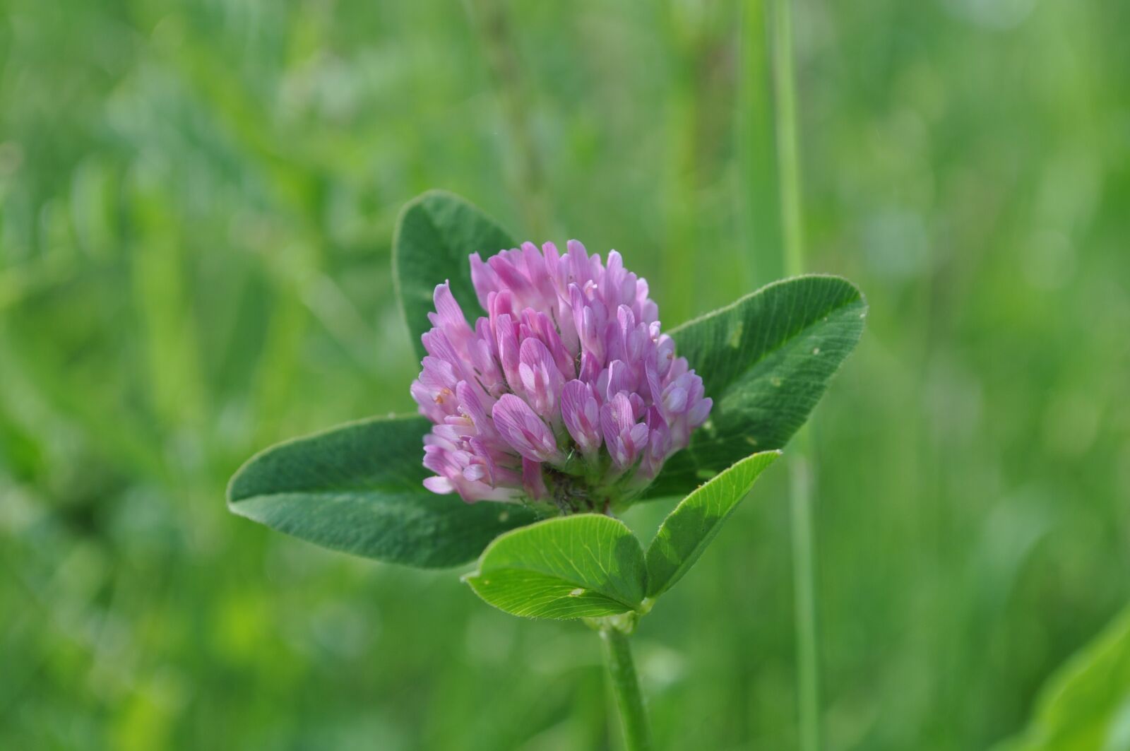 Nikon D90 sample photo. Clover button, violet, garden photography