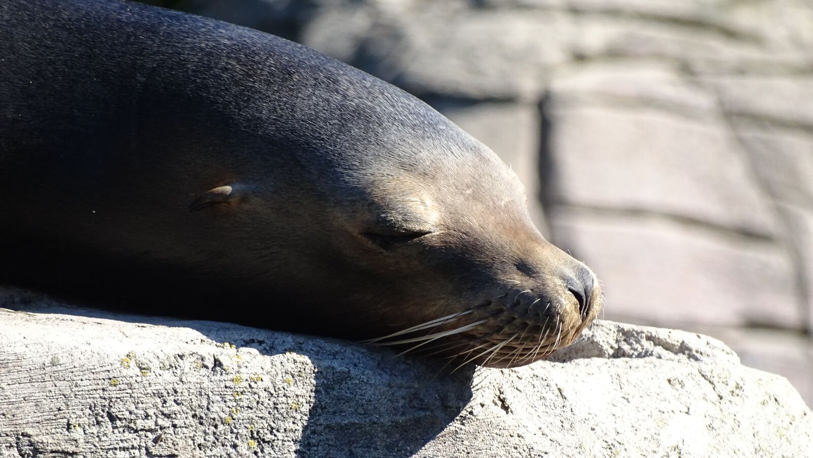 Sony Cyber-shot DSC-HX400V sample photo. Seal, seelöwe, sunbathing photography
