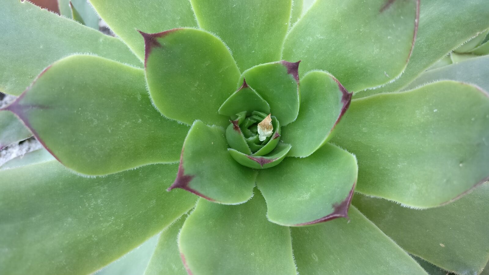 OnePlus A3003 sample photo. Stonecrop, flower, succulent photography