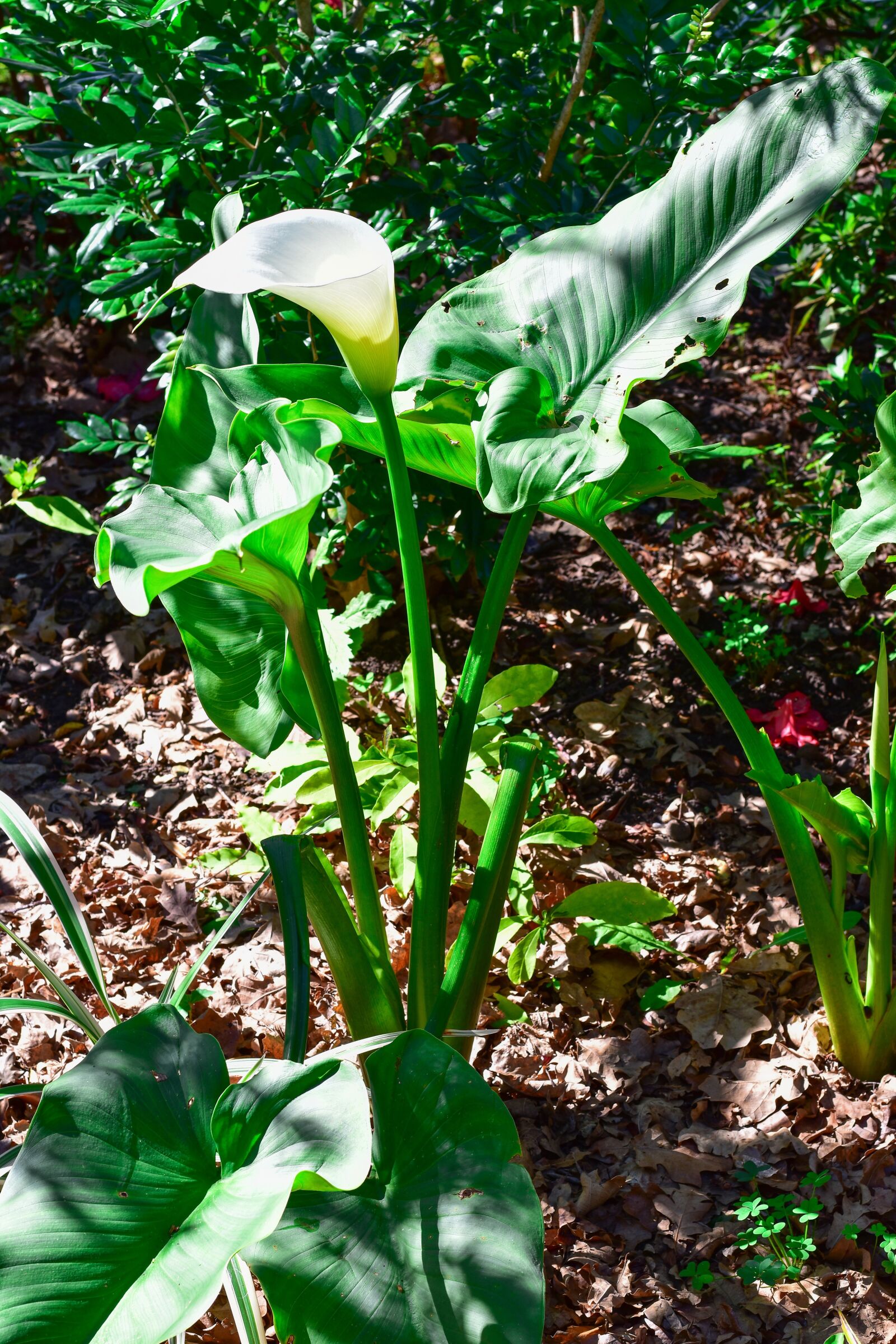 Nikon D5500 sample photo. Arum lily, green, plant photography
