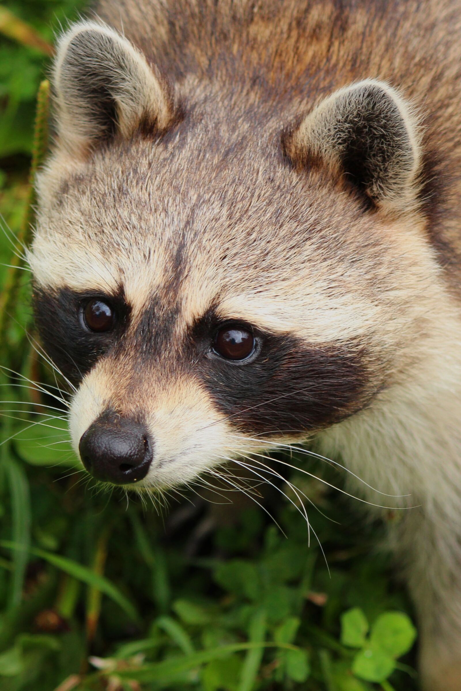 Canon EOS 650D (EOS Rebel T4i / EOS Kiss X6i) + Canon EF-S 55-250mm F4-5.6 IS II sample photo. Raccoon, animal, nature photography