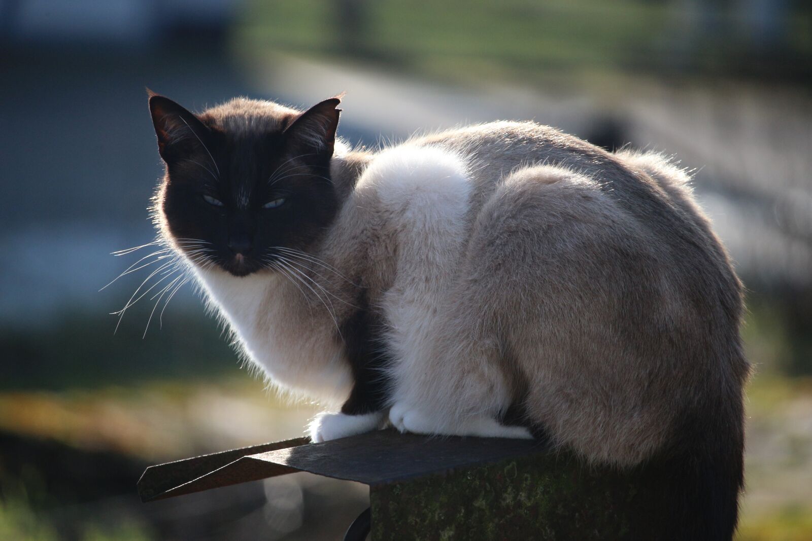 Canon EOS 100D (EOS Rebel SL1 / EOS Kiss X7) sample photo. Cat, siamese cat, siamese photography
