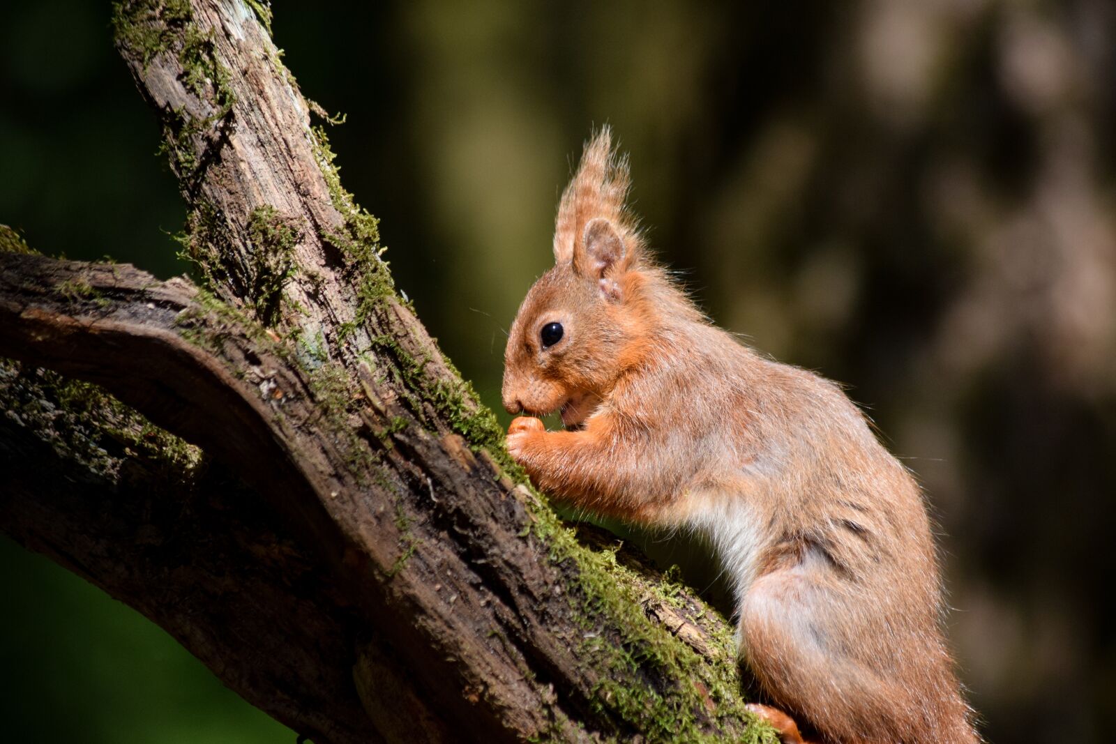 Nikon D3300 sample photo. Squirrel, redsquirrel, tree photography