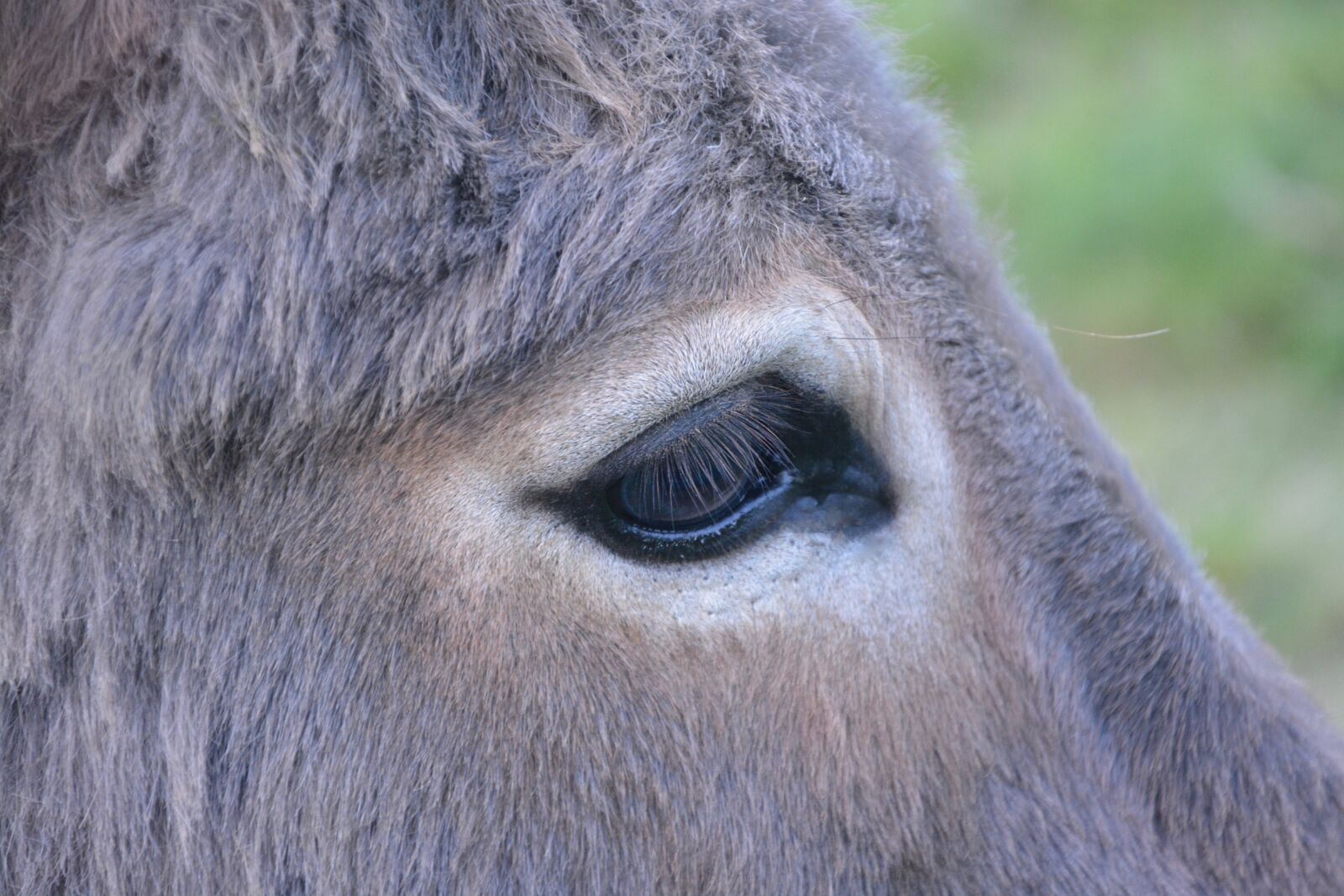Nikon D5200 sample photo. Donkey, eye, profile head photography