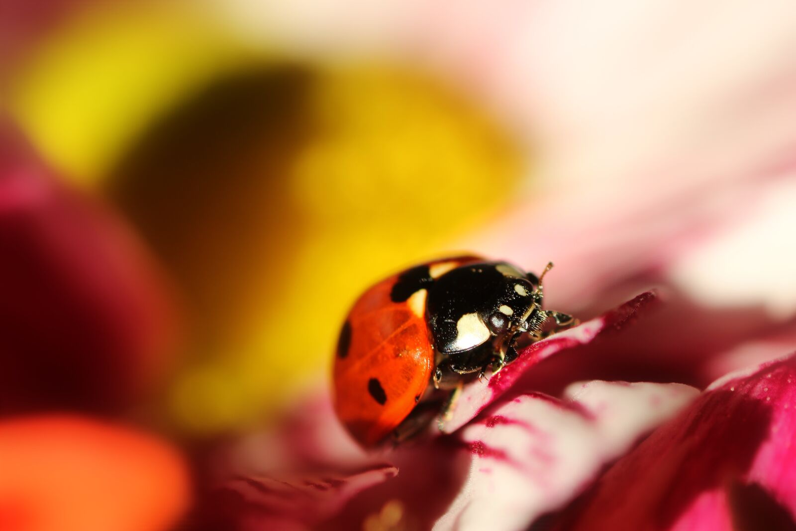 Tamron SP 90mm F2.8 Di VC USD 1:1 Macro sample photo. Ladybug, macro, red photography
