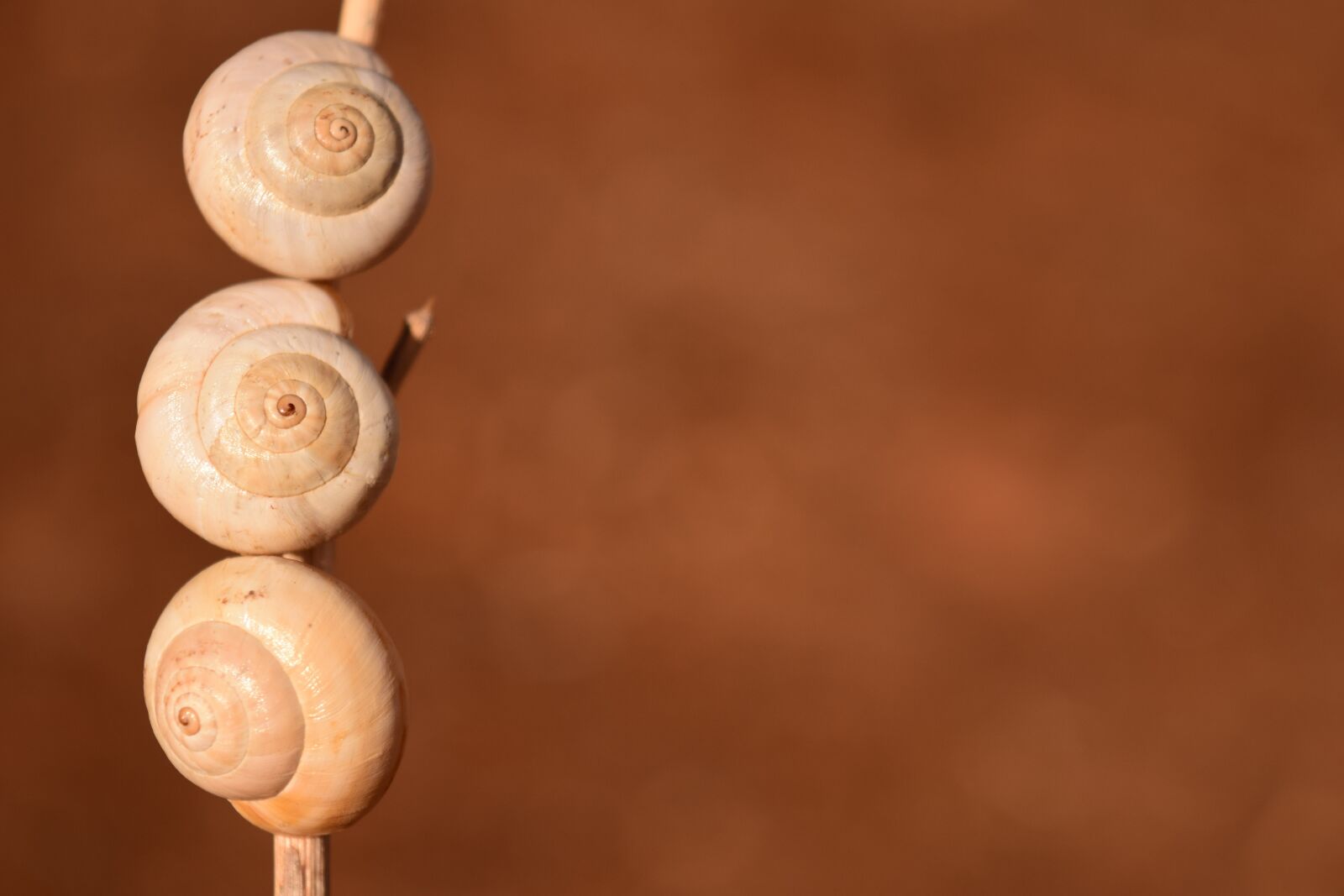Nikon D3300 sample photo. Snail shells, white, nature photography