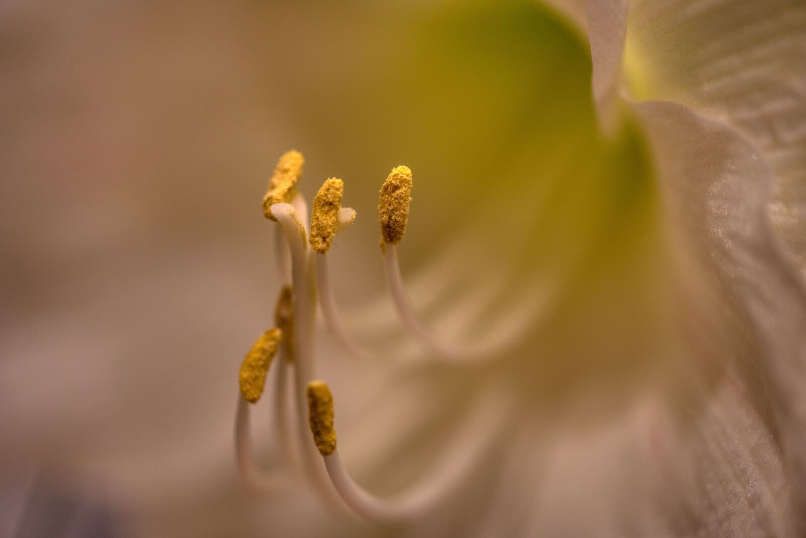 Nikon D750 sample photo. Amaryllis, blossom, bloom photography