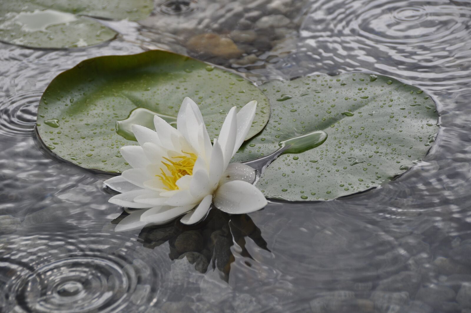 Nikon D5000 sample photo. Water lily, water rose photography