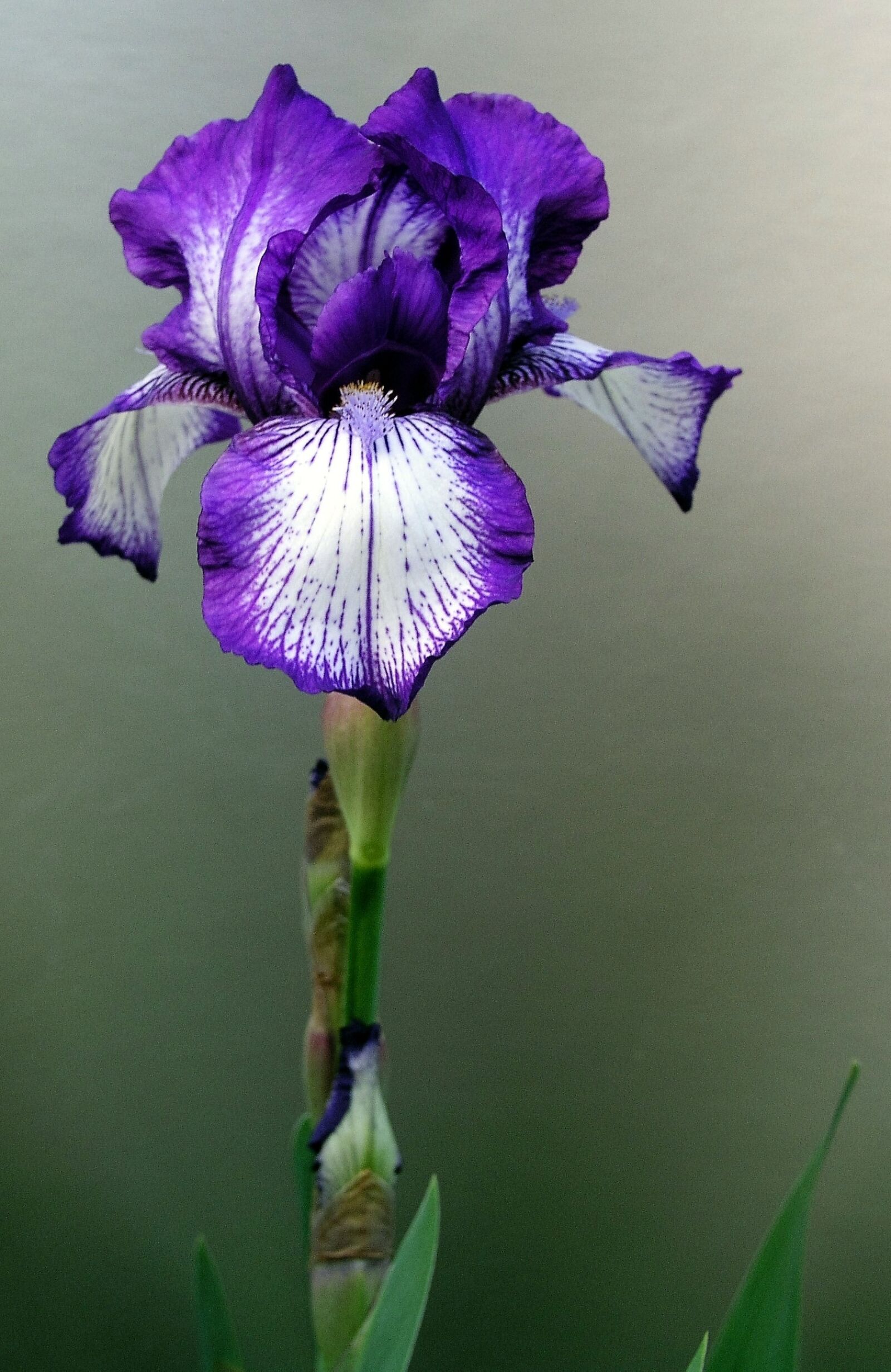 Olympus C5050Z sample photo. Iris, flower, stem photography