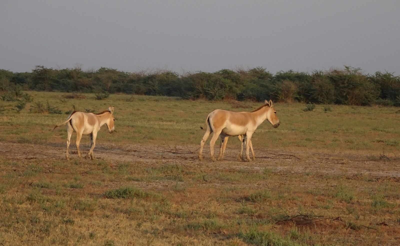 Sony Cyber-shot DSC-HX90V sample photo. Indian wild ass, equus photography