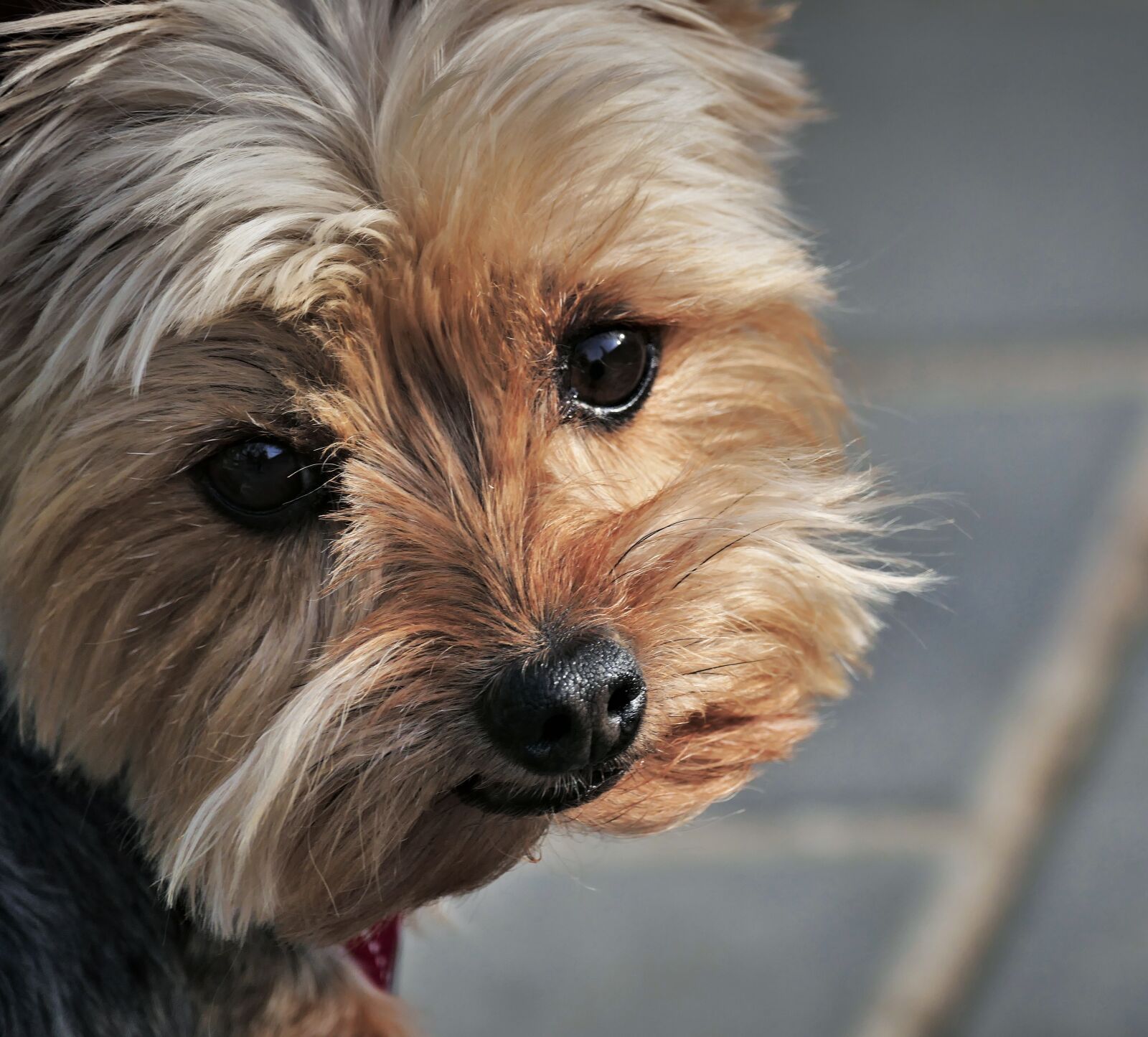 Panasonic Lumix DMC-FZ1000 sample photo. Brown dog, dog, pure-breed photography