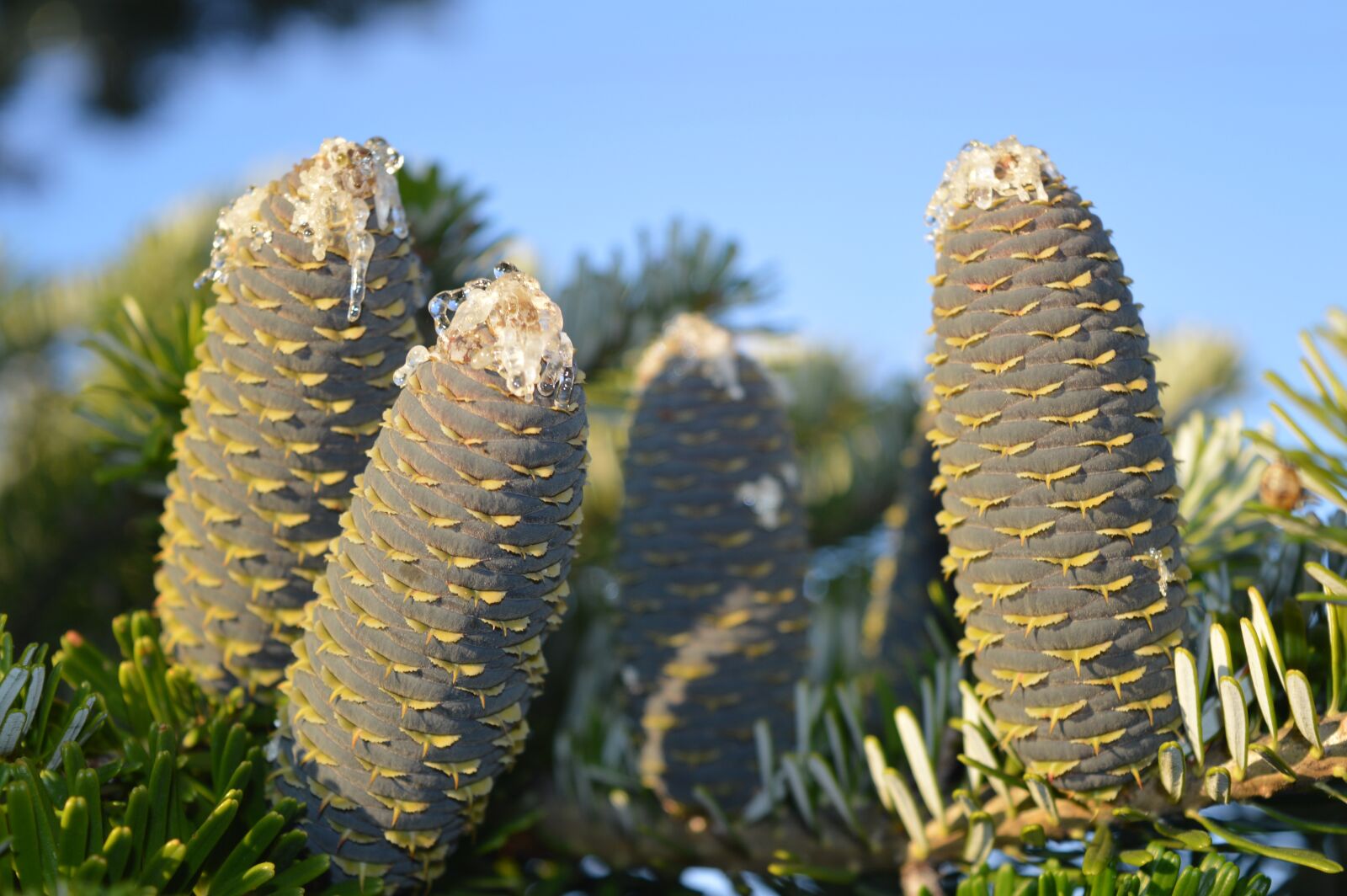 Nikon D3200 sample photo. Cones, resin, spruce photography