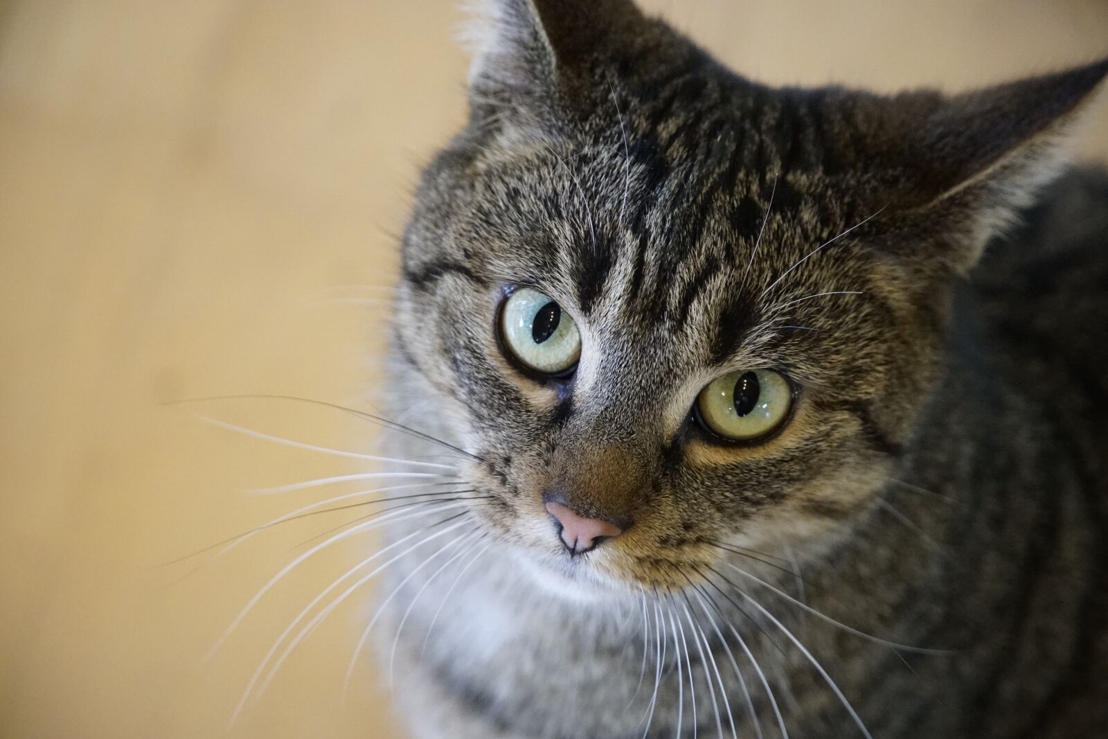 Sony a7R II sample photo. Please, cat, view photography