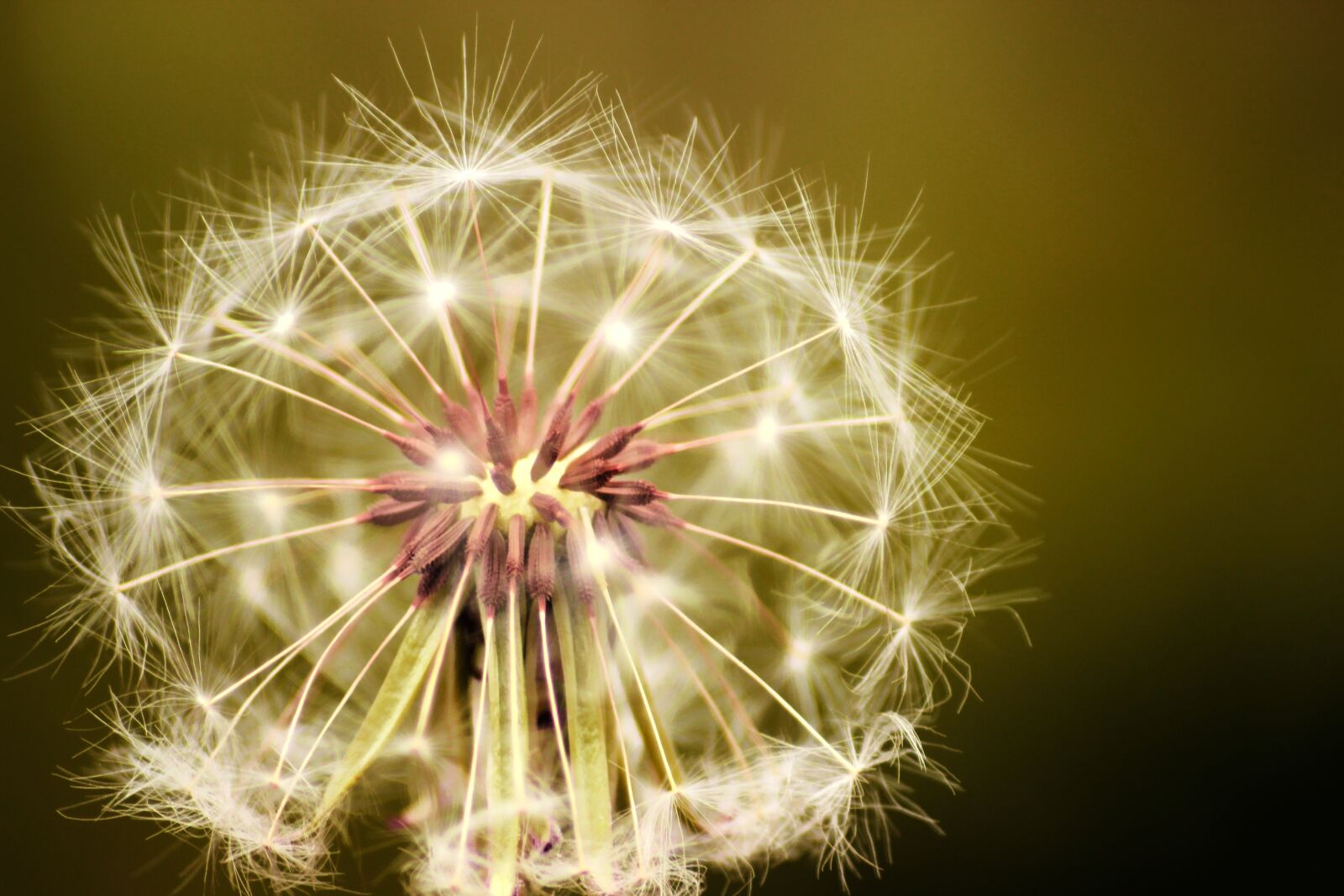 Canon EOS 600D (Rebel EOS T3i / EOS Kiss X5) sample photo. Dandelion, flower, seeds photography