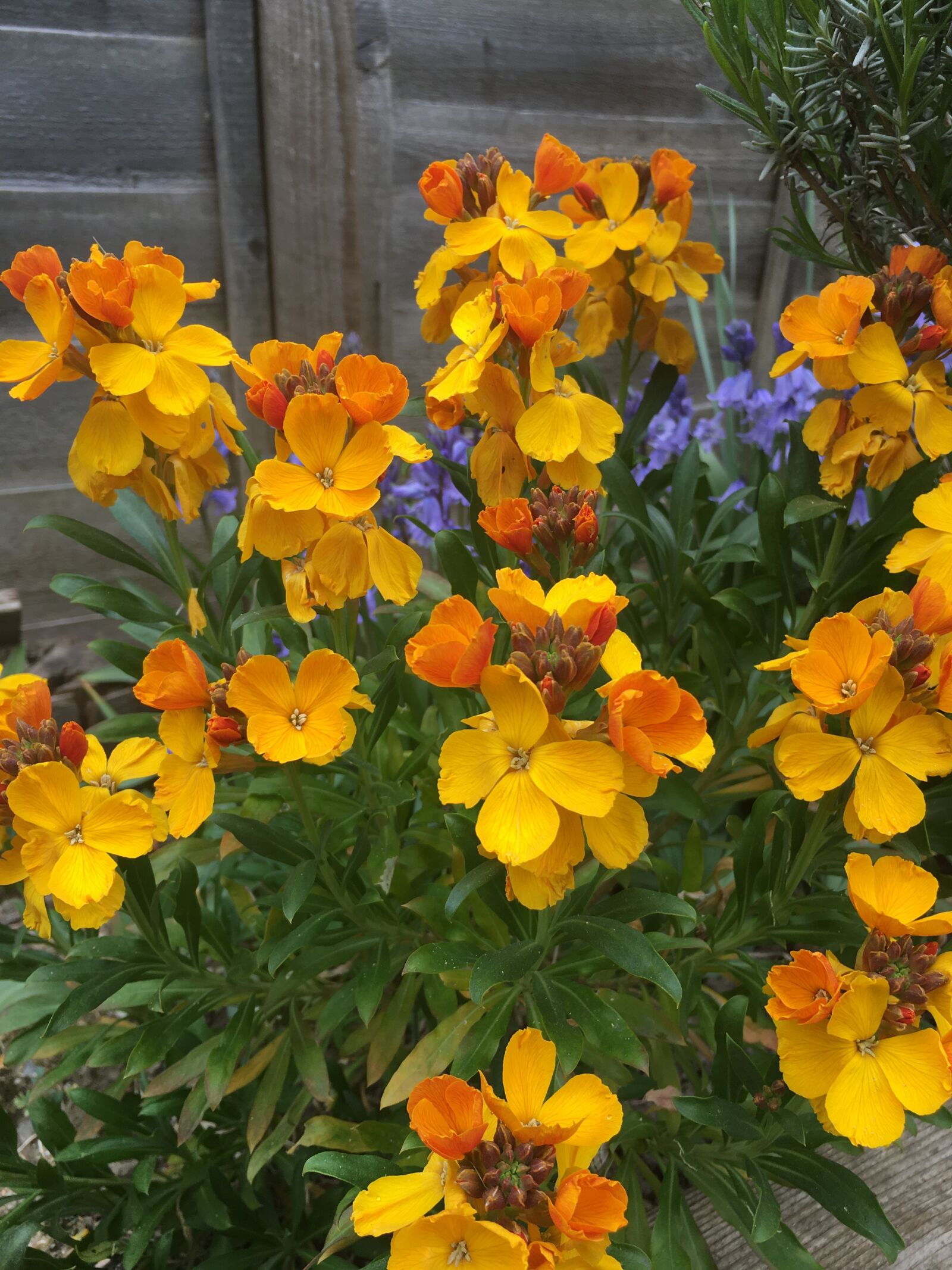 iPhone 6s Plus back camera 4.15mm f/2.2 sample photo. Flowers, yellow, plant photography