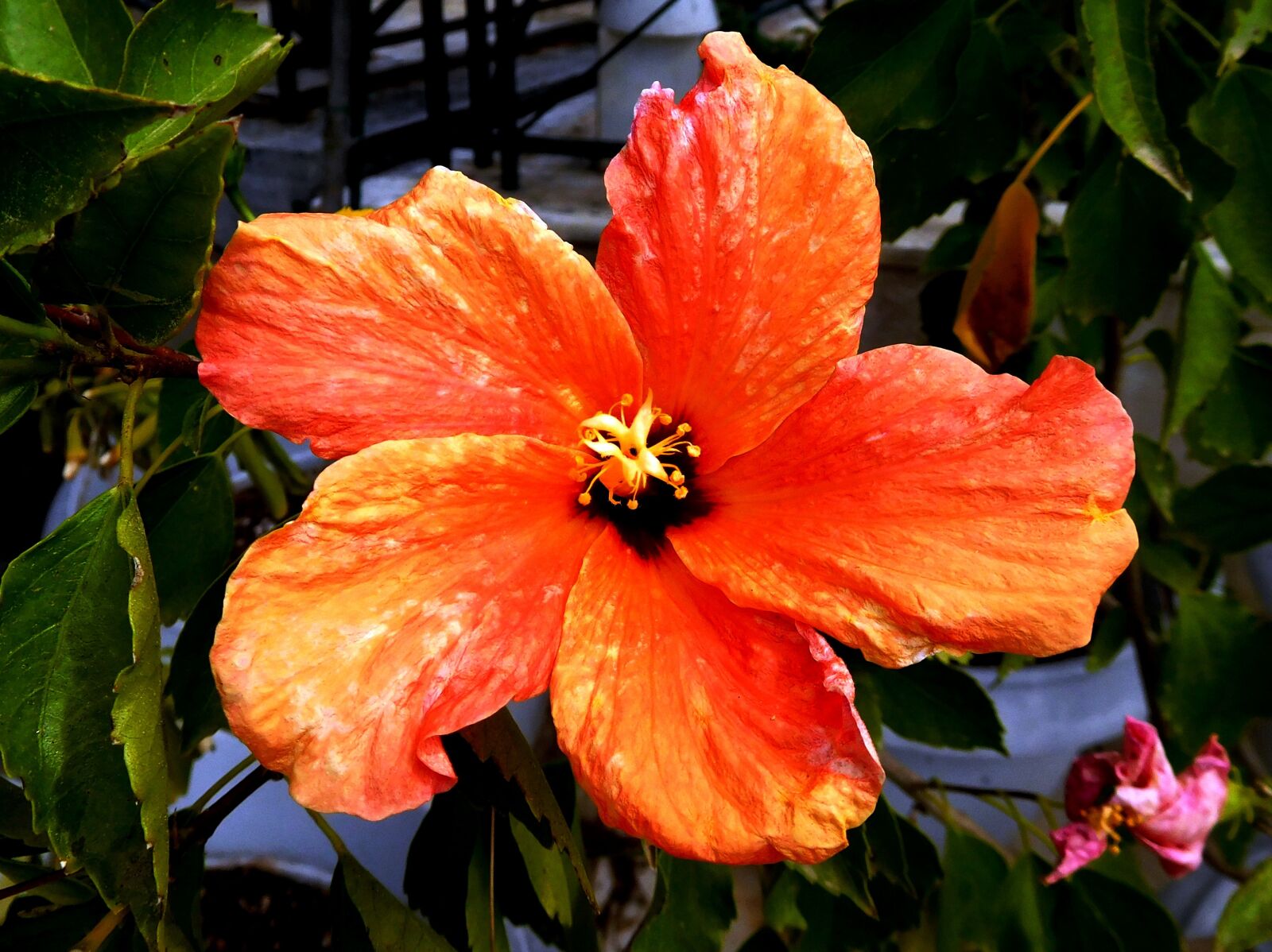 Nikon Coolpix S7000 sample photo. Orange, flower, nature photography