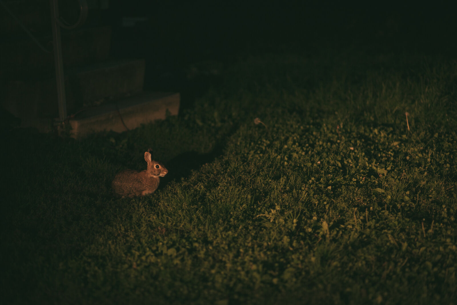 Canon EF 85mm F1.8 USM sample photo. Bunny, nature, rabbit photography