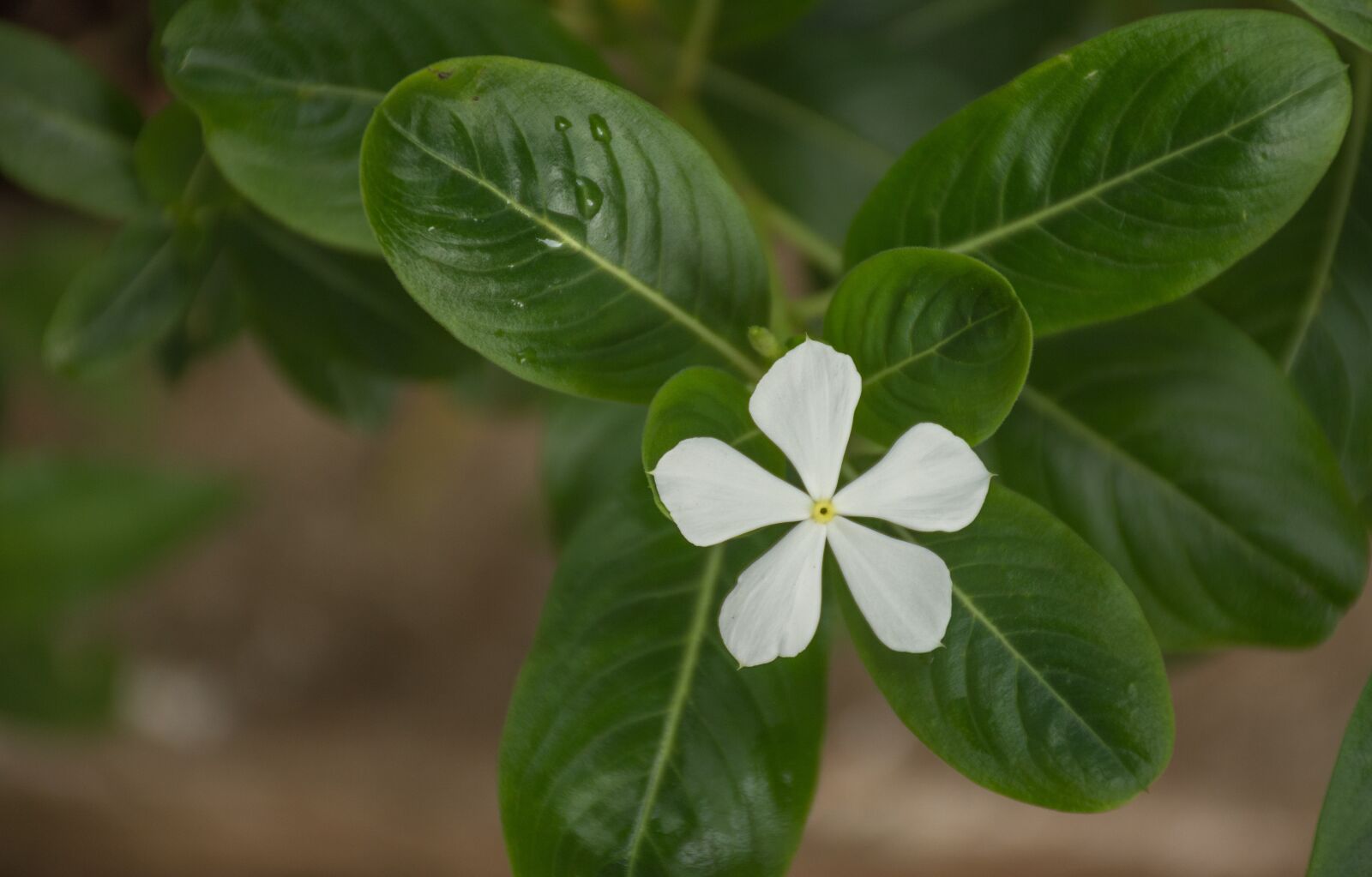 Nikon D7200 sample photo. Leaf, plant, nature photography