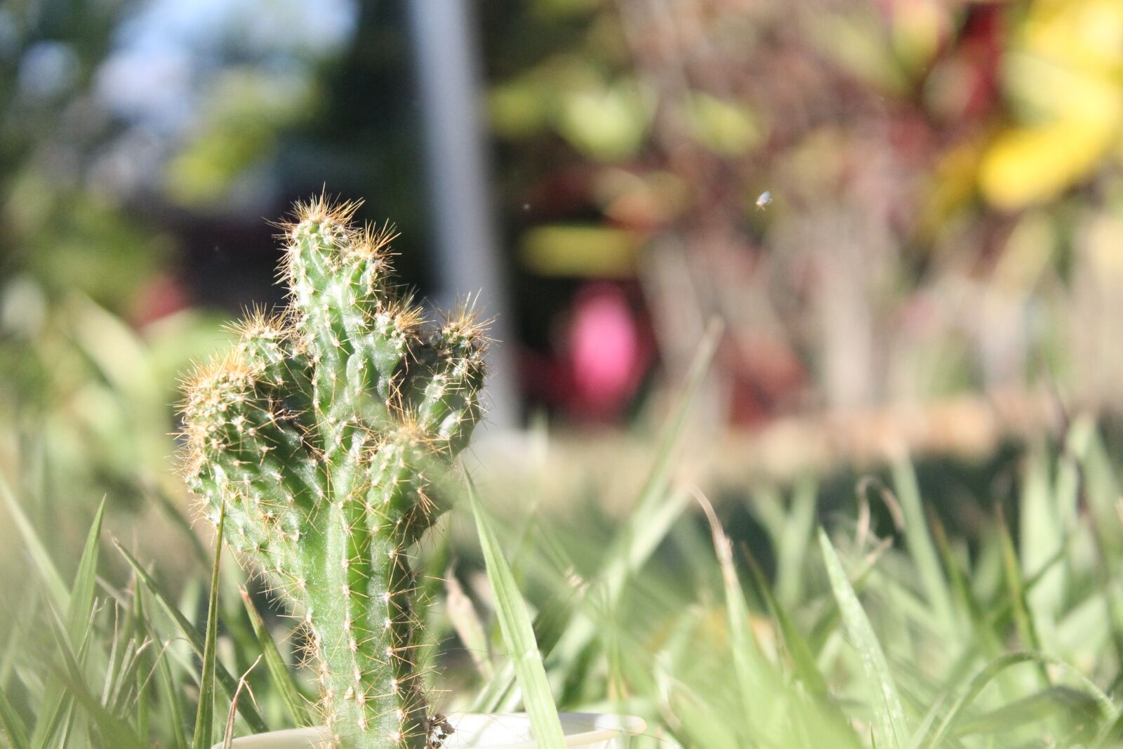 Canon EOS 1100D (EOS Rebel T3 / EOS Kiss X50) sample photo. Cactus, garden, nature photography